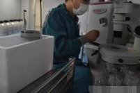 做第三代试管婴儿时怎样才能得到高质量的卵子？